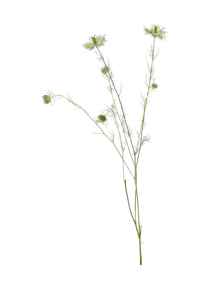 【生花】ニゲラ グリーンマジック1本