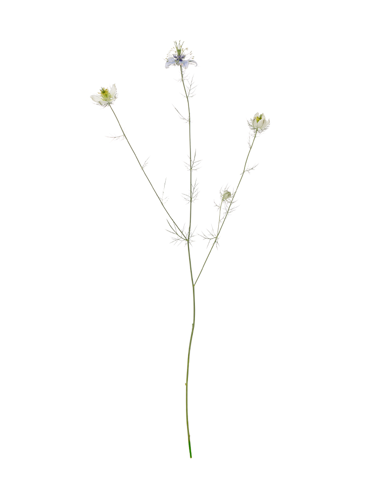 【生花】ニゲラ イスタンブール1本