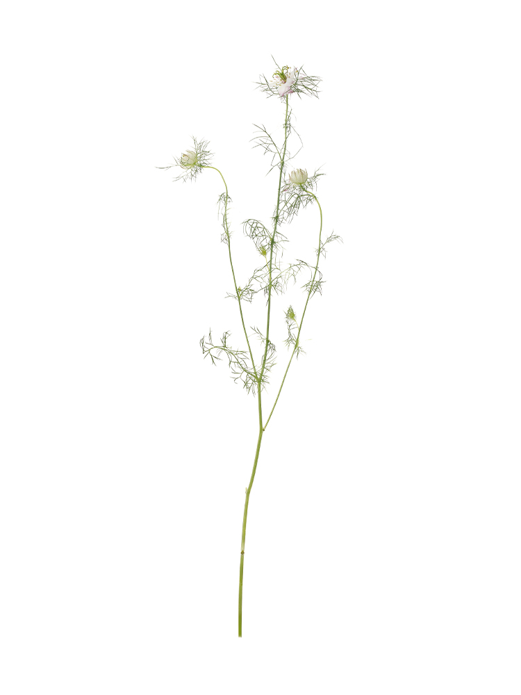 【生花】ニゲラ マルベリーローズ1本