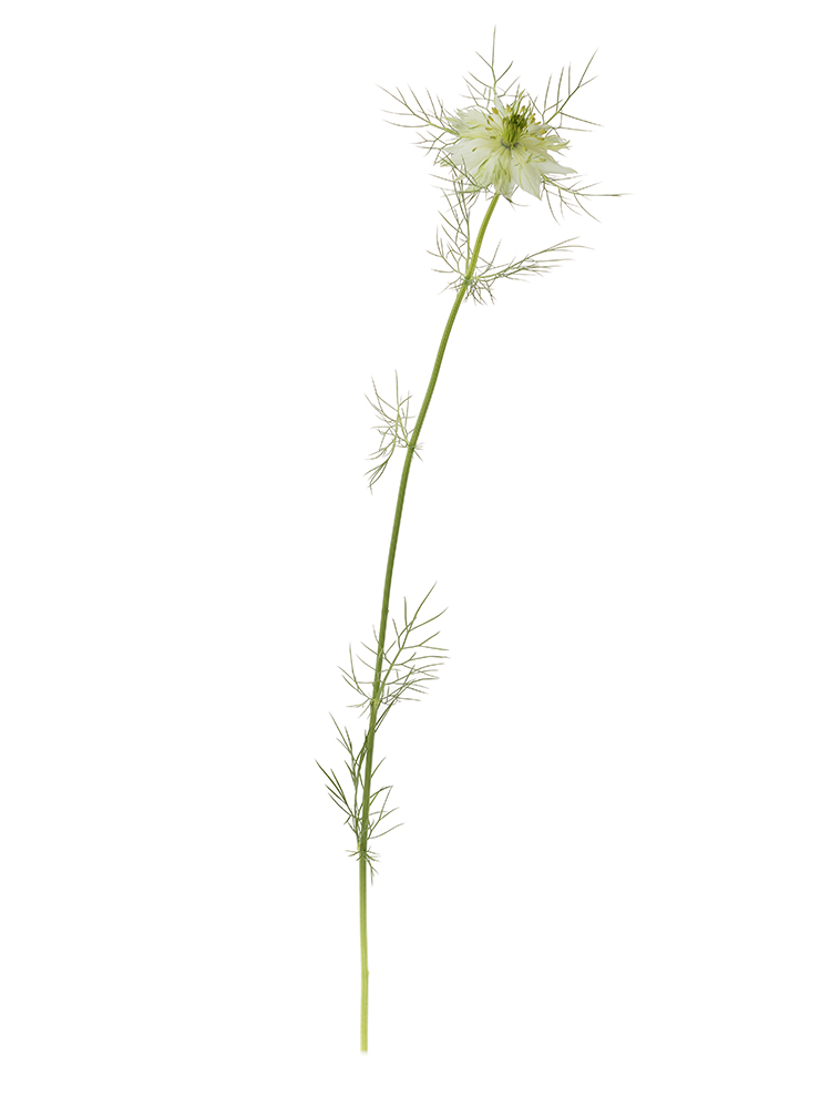 【生花】ニゲラ 品種おまかせ(白)1本