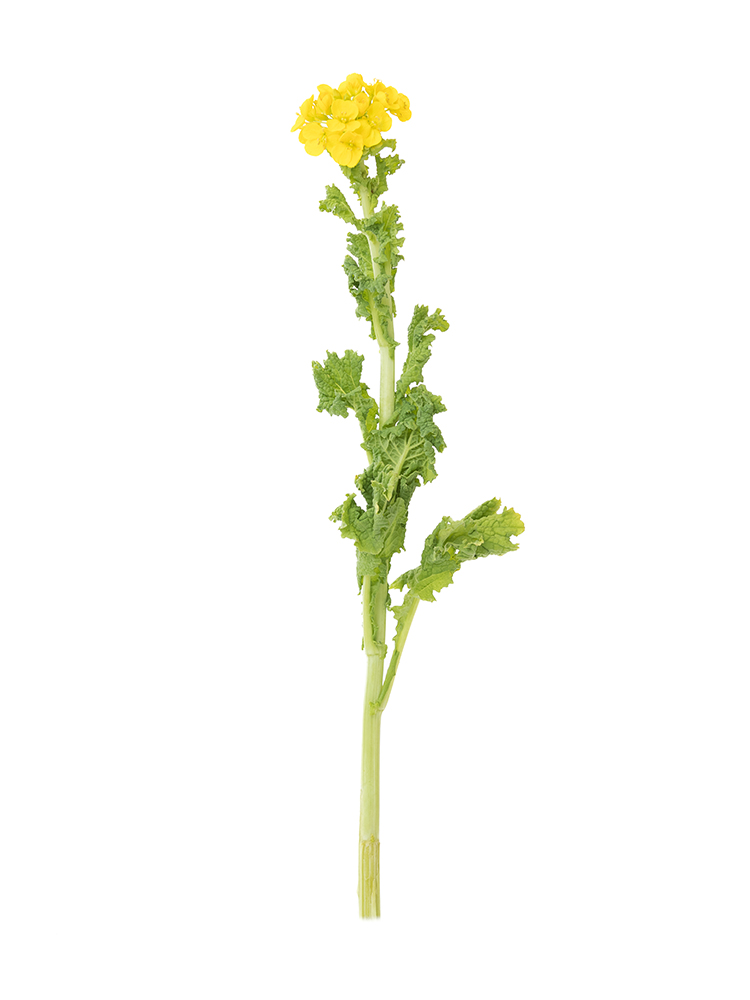 【生花】ナノハナ 品種おまかせ(黄)1本