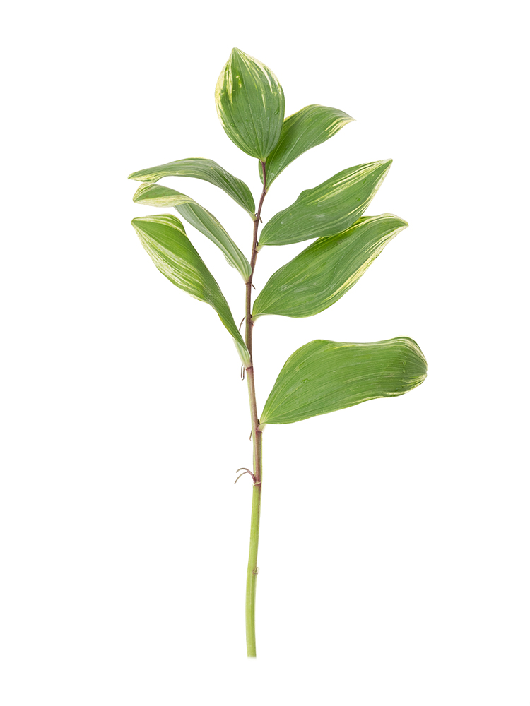 【生花】ナルコラン(緑) 品種おまかせ1本