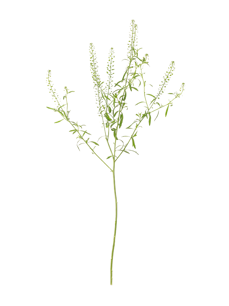 【生花】ナズナ タラスピ1本