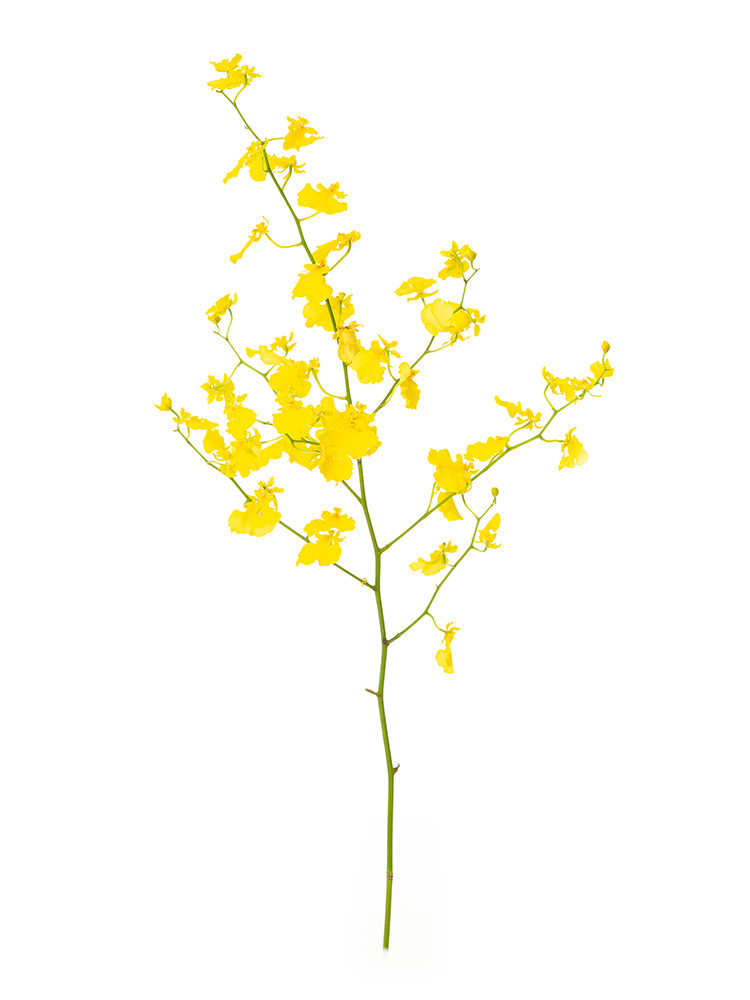 【翌日発送】オンシジューム　ハニーエンジェル1本