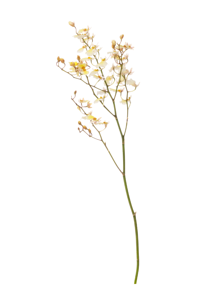 【生花】オンシジューム サマースノー1本