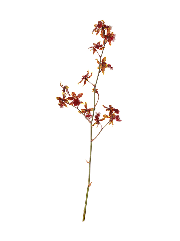 【生花】オンシジューム ワイルドキャット1本