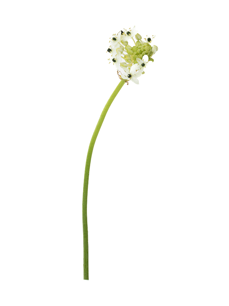 【生花】オーニソガラム サンデルシー1本