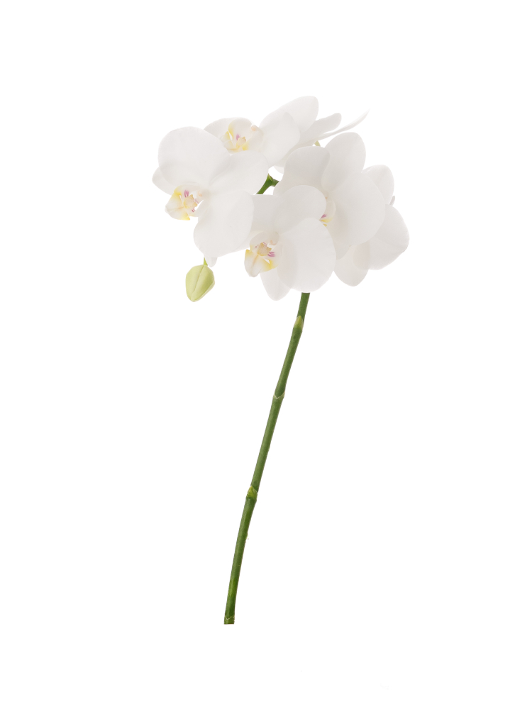 【生花】胡蝶蘭 アマビリス1本