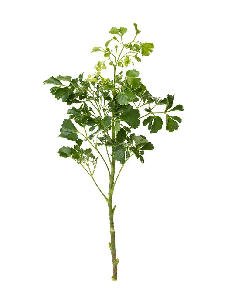 【生花】ポリシャス 品種おまかせ(緑)1本