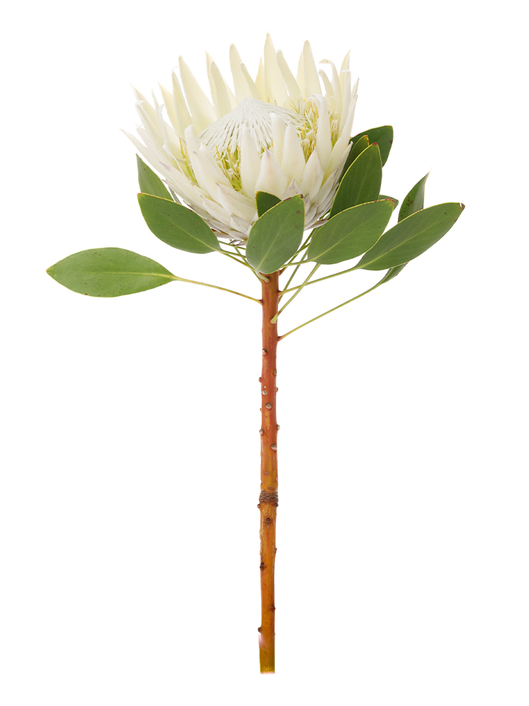【生花】プロテア アークティックアイス1本