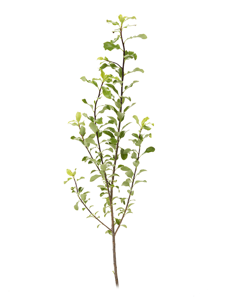 【生花】ピットスポラム(緑)品種おまかせ1本