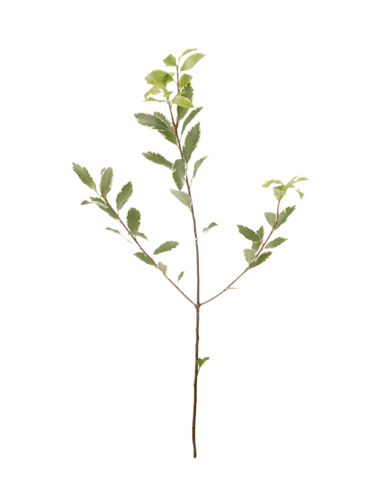 【生花】ピットスポラム テヌイフォリウム1本