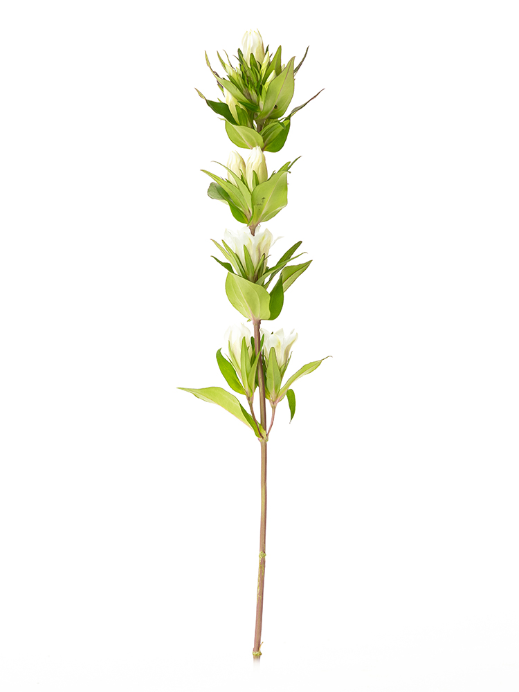 【生花】リンドウ(白) 品種おまかせ1本