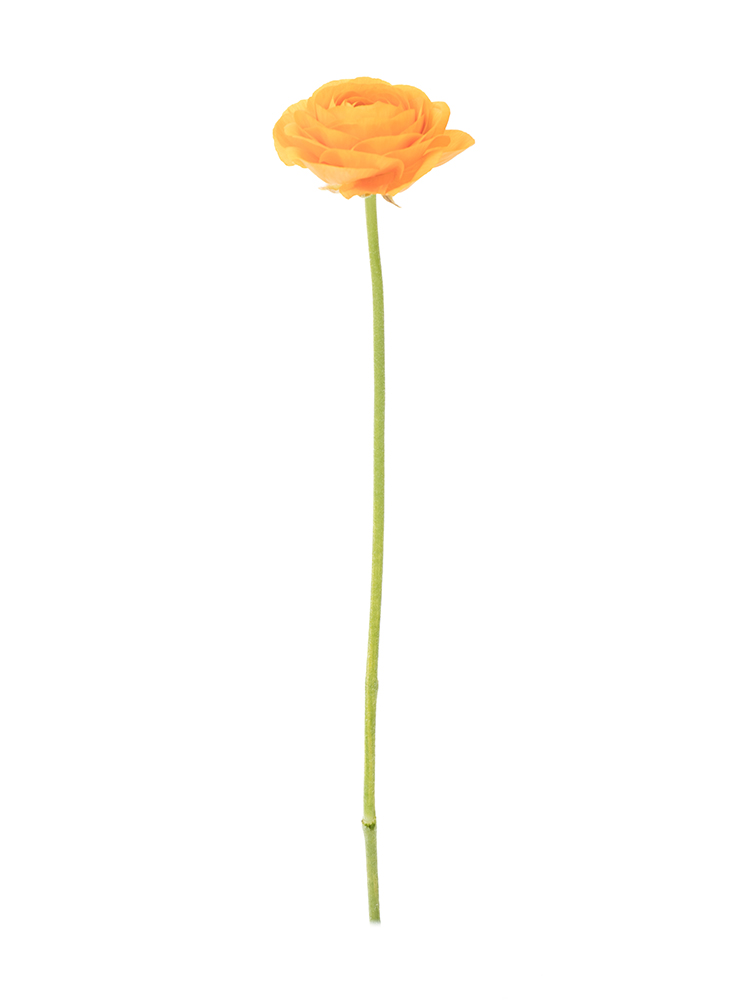 ラナンキュラス 生花】ラナンキュラス キティラ【黄/50cm/福岡県】｜Flower