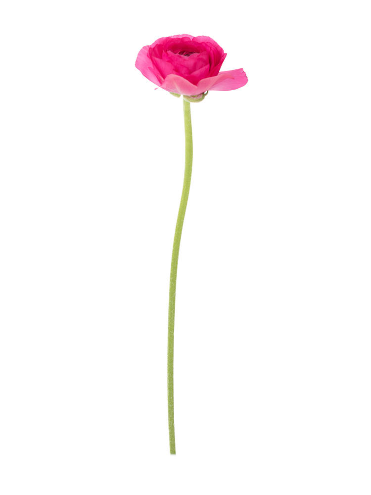 生花】ラナンキュラス(濃ピンク) 品種おまかせ【50cm/香川県