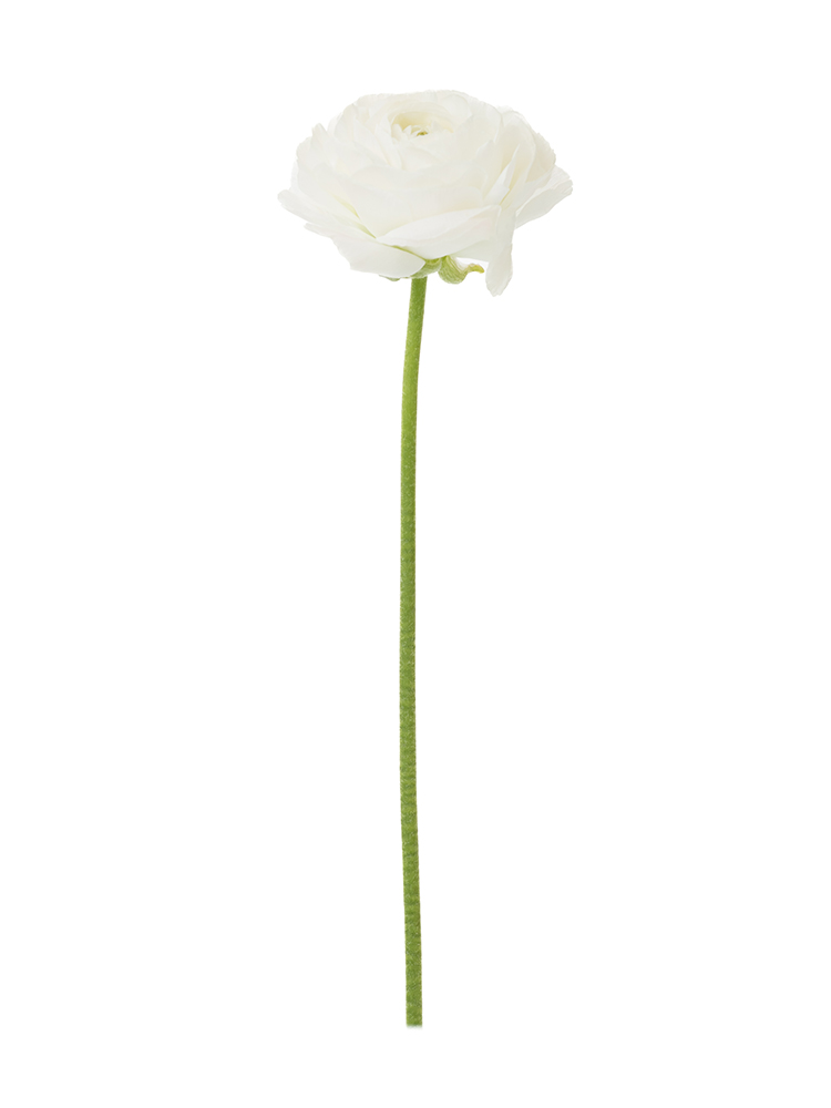 生花】ラナンキュラス(白) 品種おまかせ【50cm/福岡県】｜Flower
