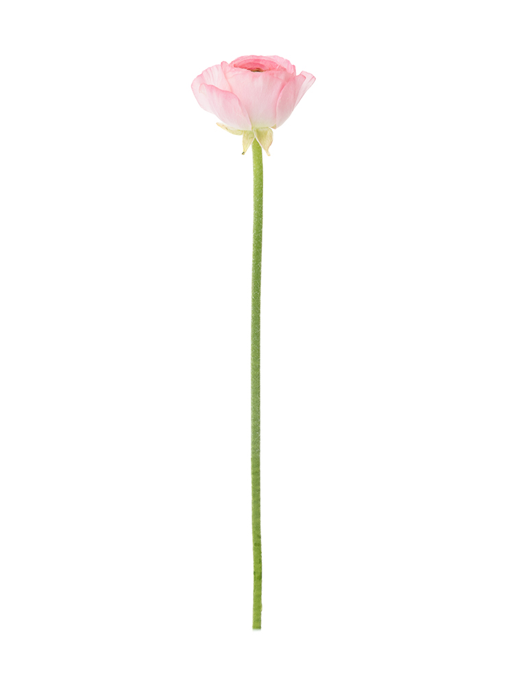 【生花】ラナンキュラス 竜宮さんご1本