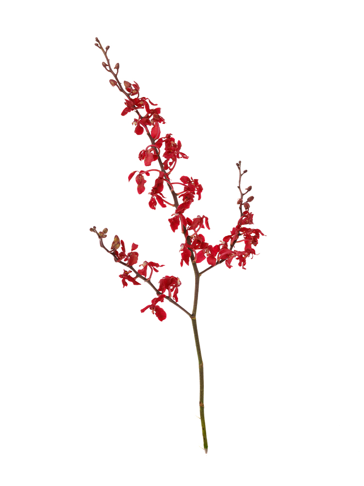 【生花】レナンセラ バンコクビューティレッド1本