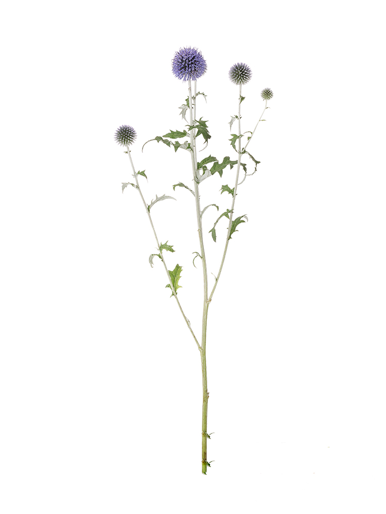 生花】ルリタマアザミ ベッチーズブルー【青/50cm/群馬県