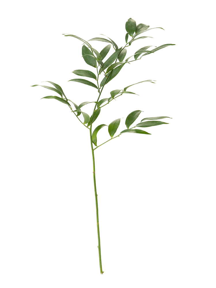 【生花】ルスカス イタリアンルスカス1本