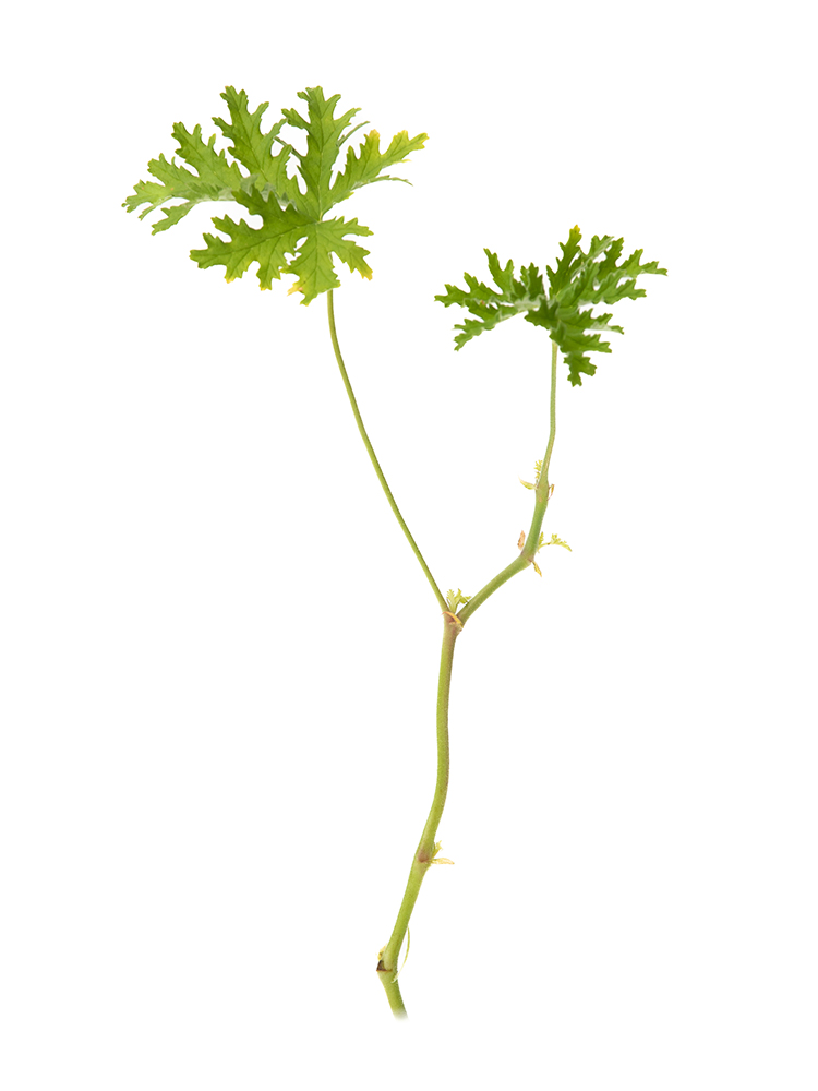 【生花】ローズゼラニウム 品種おまかせ(緑)1本