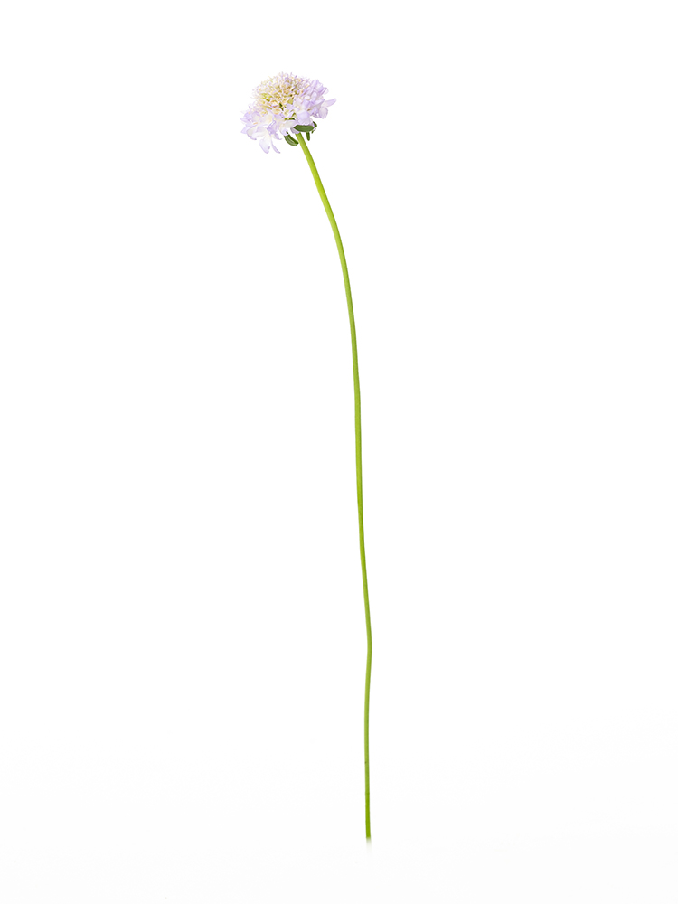 【生花】スカビオサ ラベンダースクープ1本