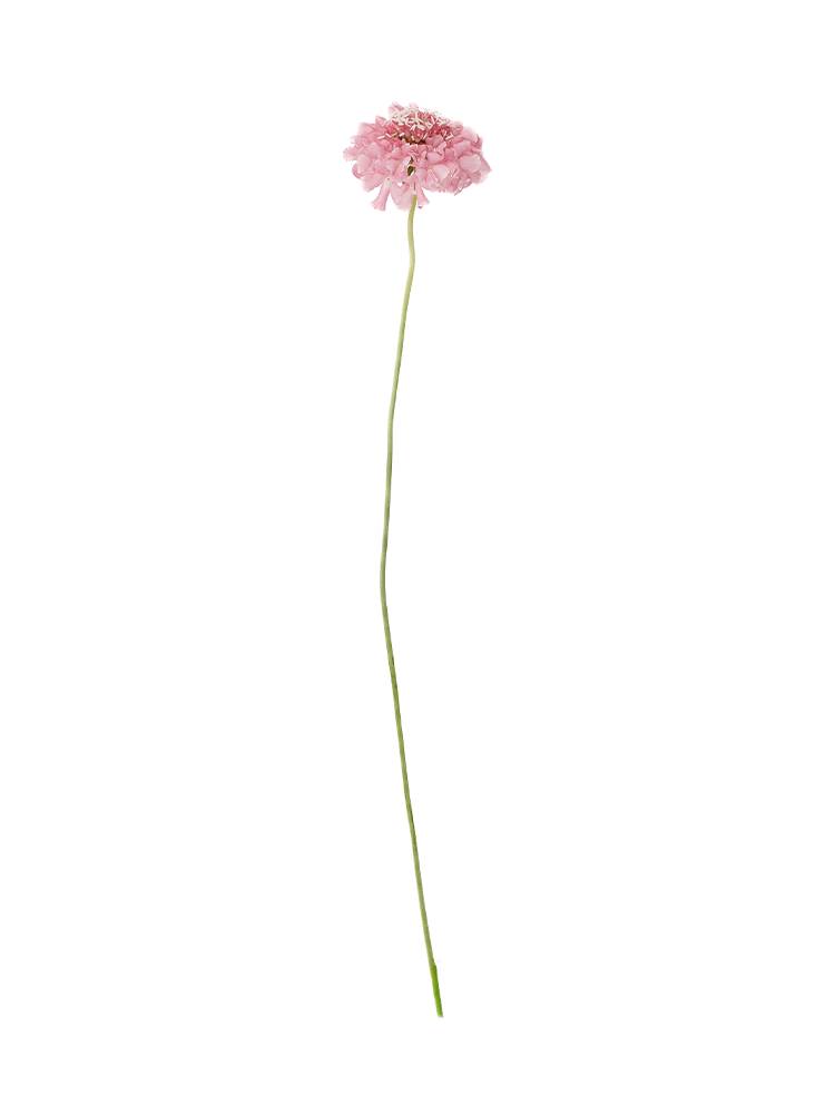 生花】スカビオサ(ピンク) 品種おまかせ【45cm/長崎県】｜Flower