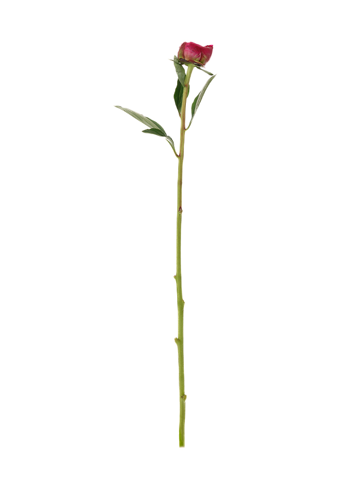 【生花】芍薬 小島の輝1本