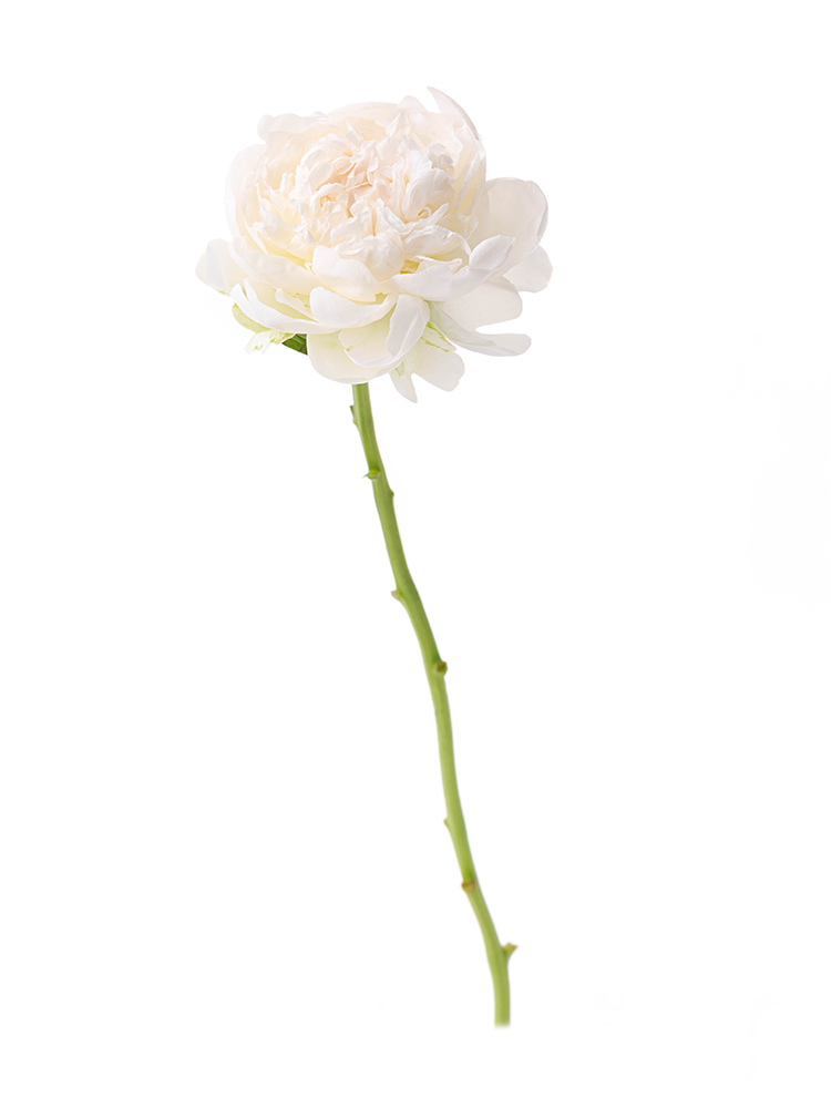 【生花】シャクヤク 深山の雪1本