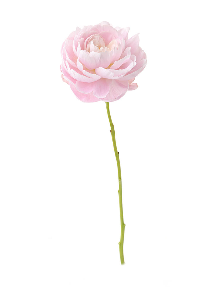 【入荷花材】芍薬(薄ピンク) 品種おまかせ　※花サイズ小1本
