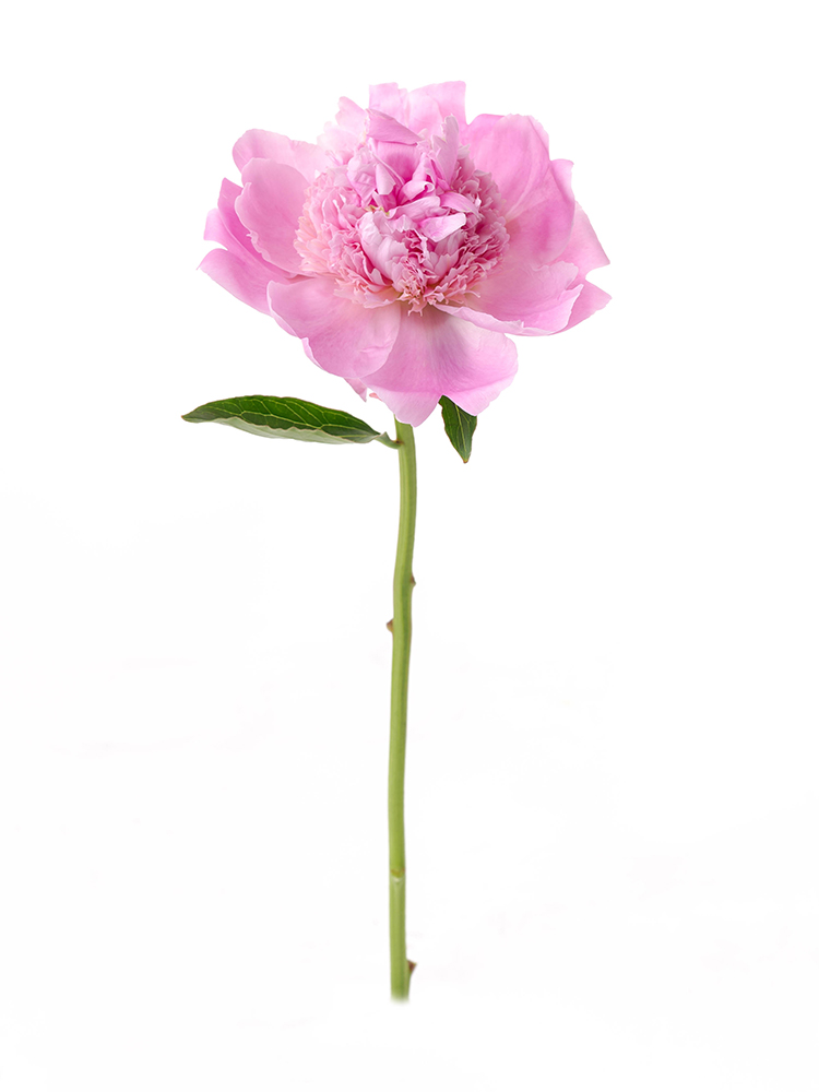 【入荷花材】芍薬(ピンク) 品種おまかせ　※花サイズ小1本