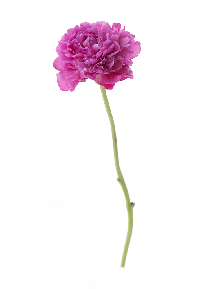 【入荷花材】芍薬(濃ピンク) 品種おまかせ　※花サイズ小1本
