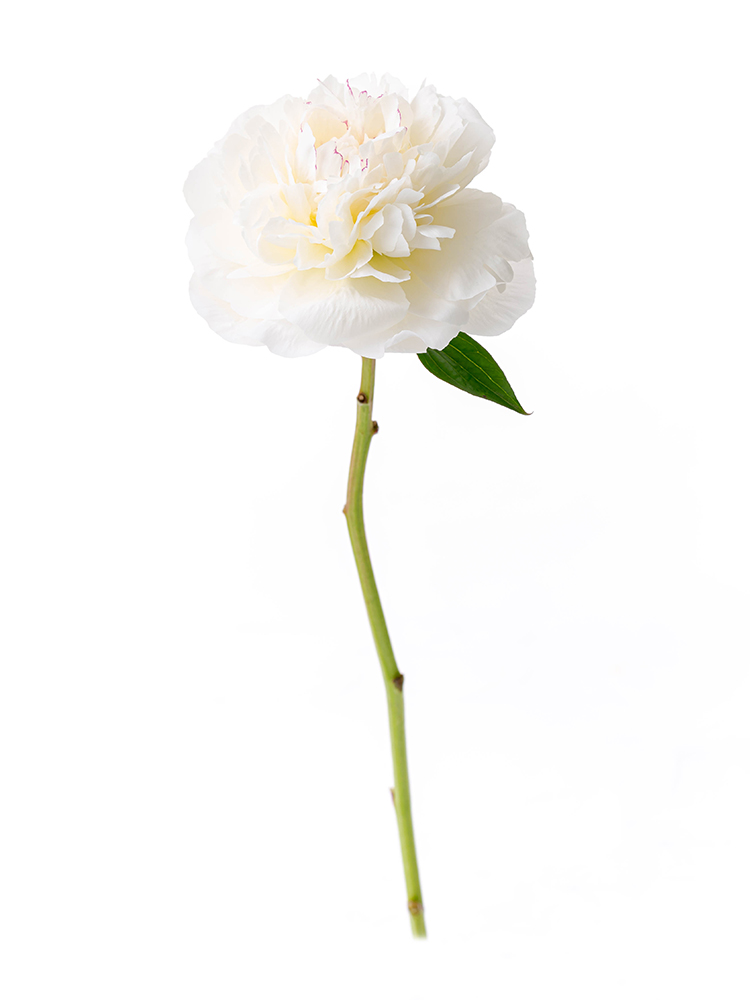 【入荷花材】芍薬(白) 品種おまかせ　※花サイズ小1本