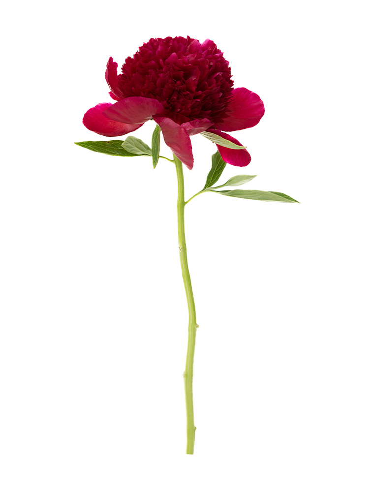 生花】芍薬 レッドチャーム【赤/70cm/長野県】｜Flower Smith