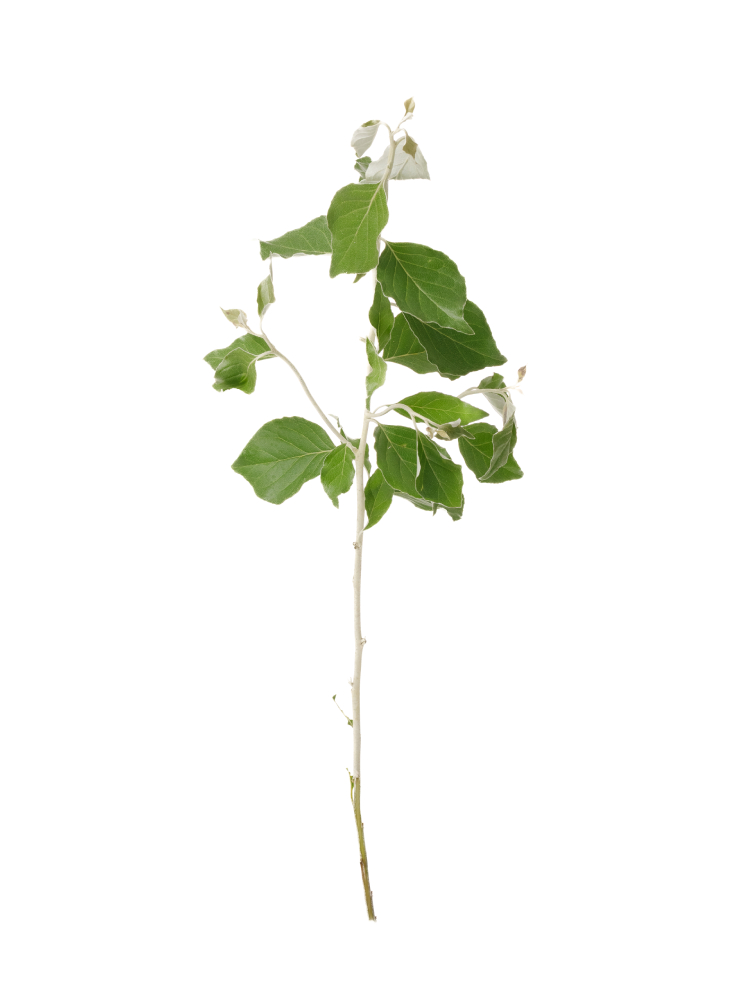 【生花】銀葉グミ 1本