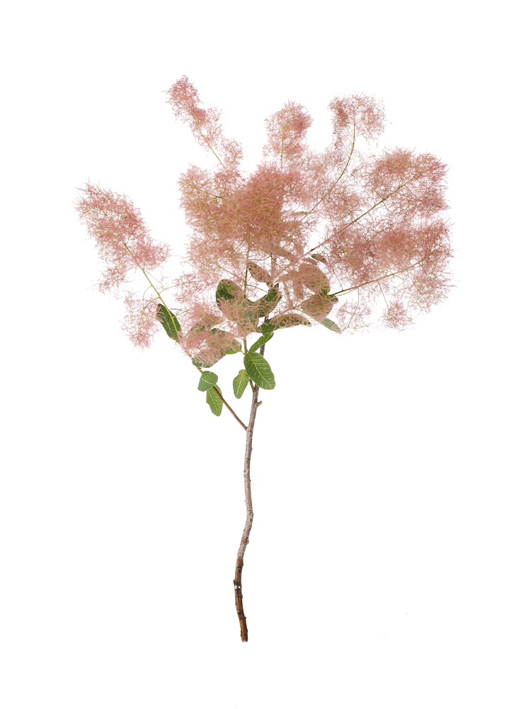 【生花】スモークツリー ファー2レッド1本