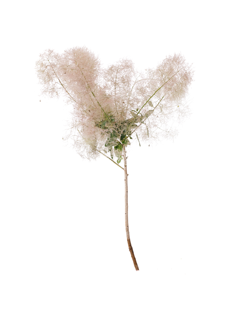 【生花】スモークツリー グリーンファー1本