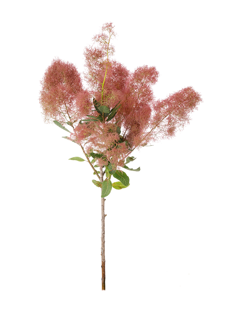 【生花】スモークツリー　ルビーファー1本