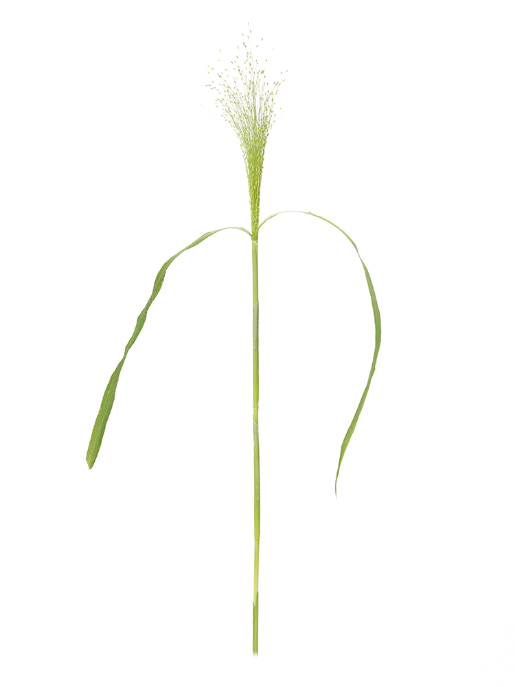 【生花】スモークグラス 品種おまかせ(緑)1本