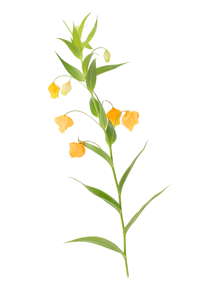 【生花】サンダーソニア(オレンジ) 品種おまかせ1本