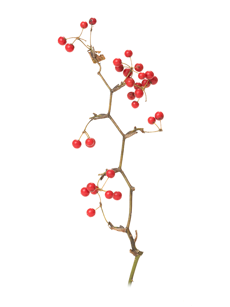 生花】サンキライ(赤) 品種おまかせ【100cm/中国】｜Flower Smith