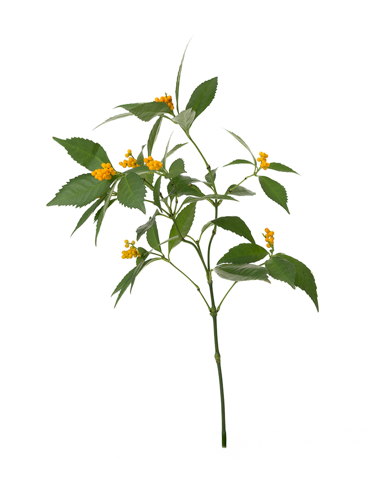 【生花】千両(黄)　品種おまかせ1本