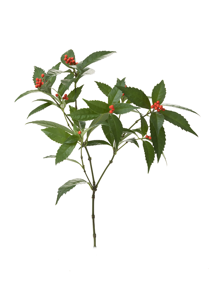 【生花】千両　3等1本