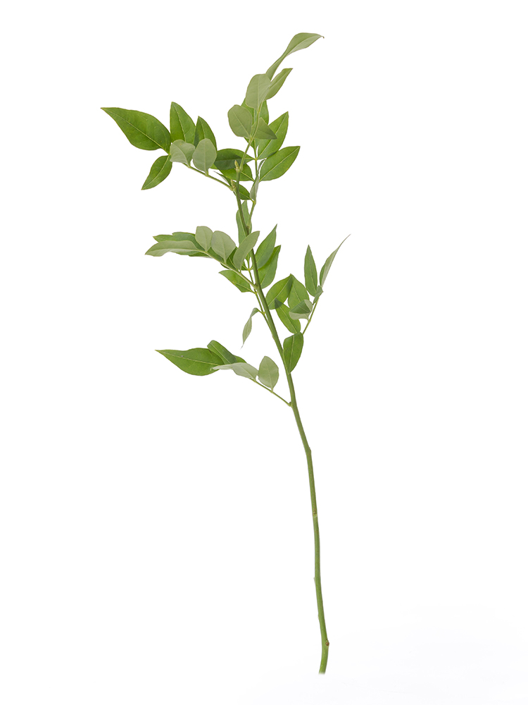 【生花】ソケイ 品種おまかせ(緑)1本