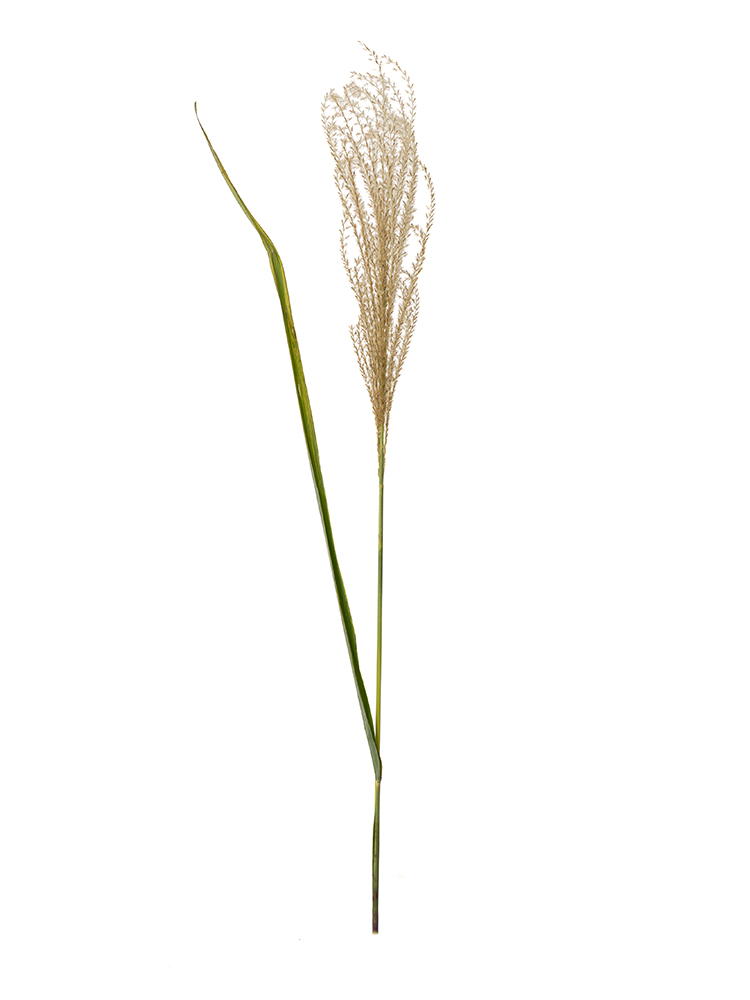 【生花】ススキ(茶) 品種おまかせ1本