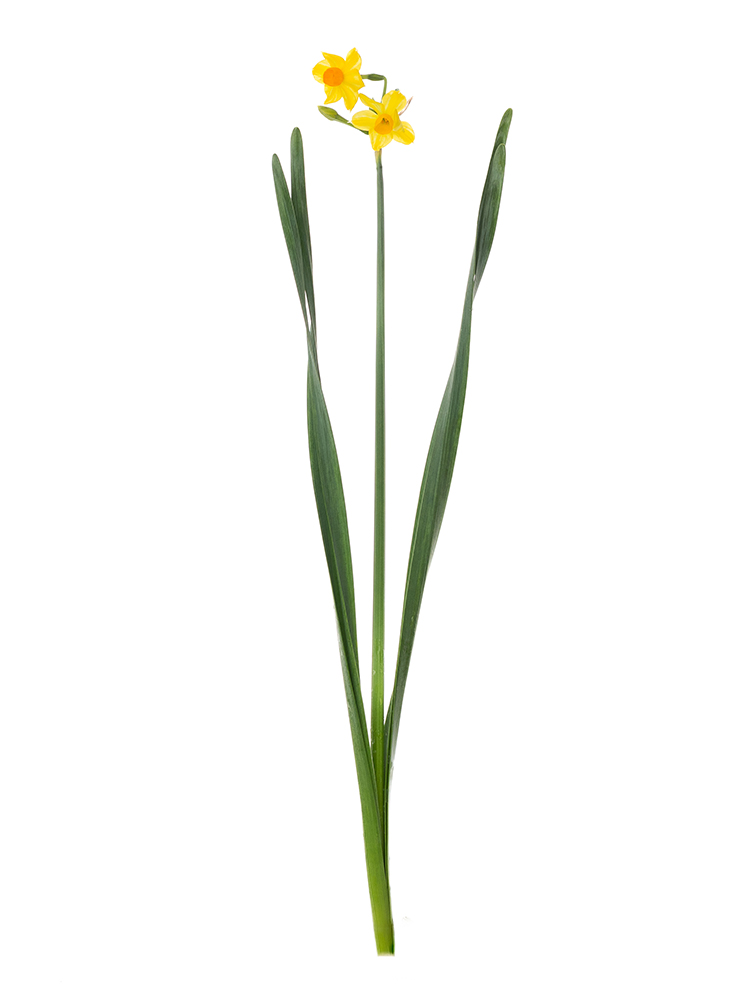 【生花】スイセン 黄房水仙1本