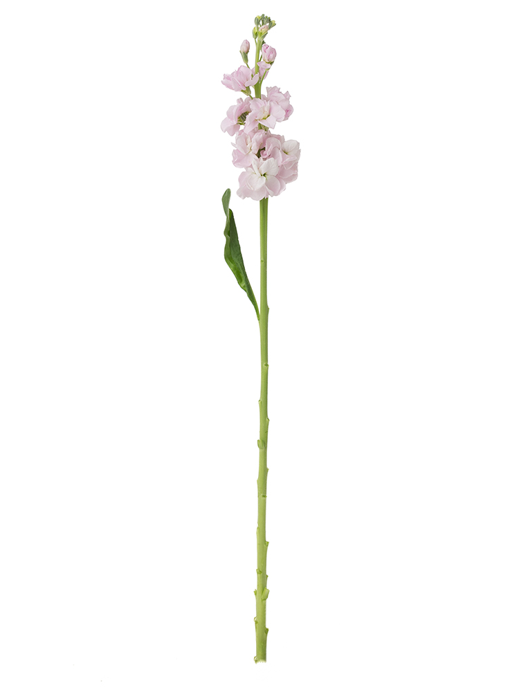 【生花】ストック(薄ピンク) 品種おまかせ1本