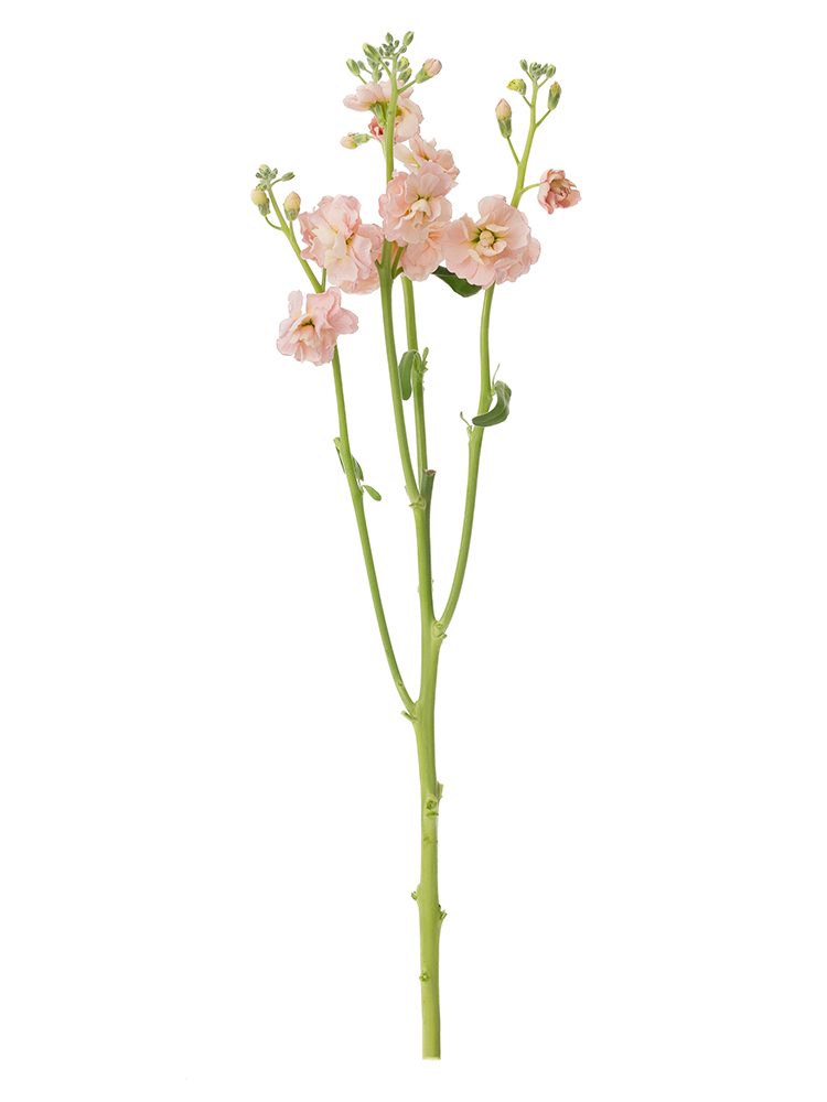 【生花】スプレーストック アプリコットカルテット1本