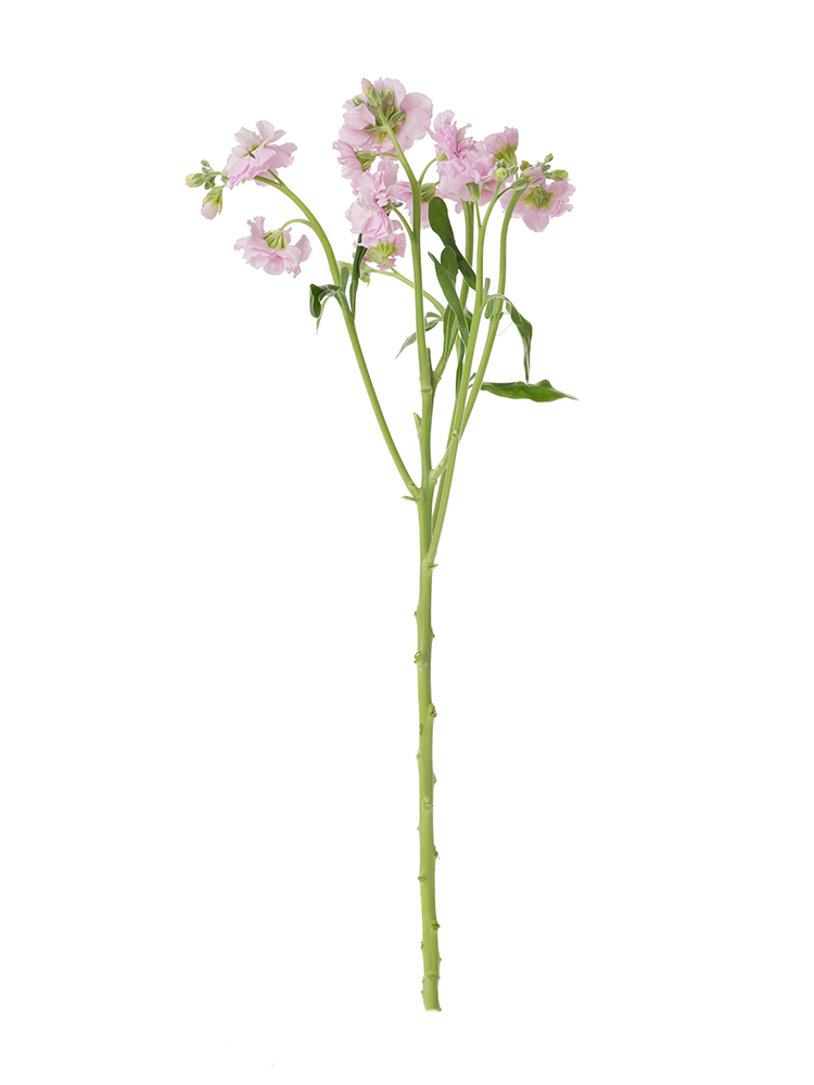 【生花】スプレーストック(薄ピンク) 品種おまかせ1本