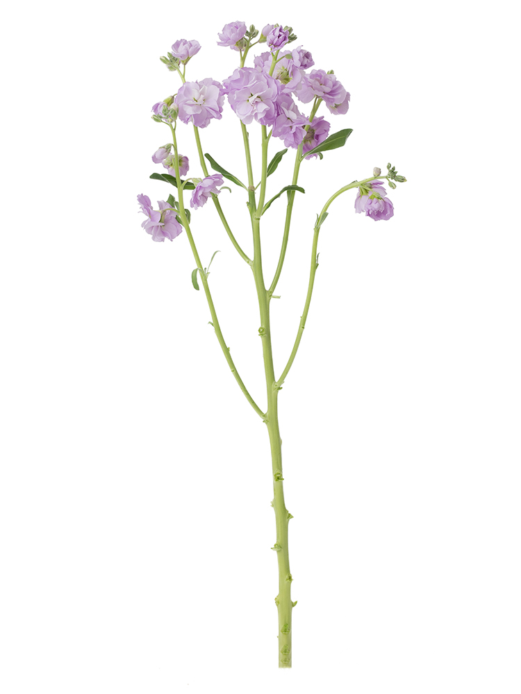 【生花】スプレーストック(薄紫) 品種おまかせ1本